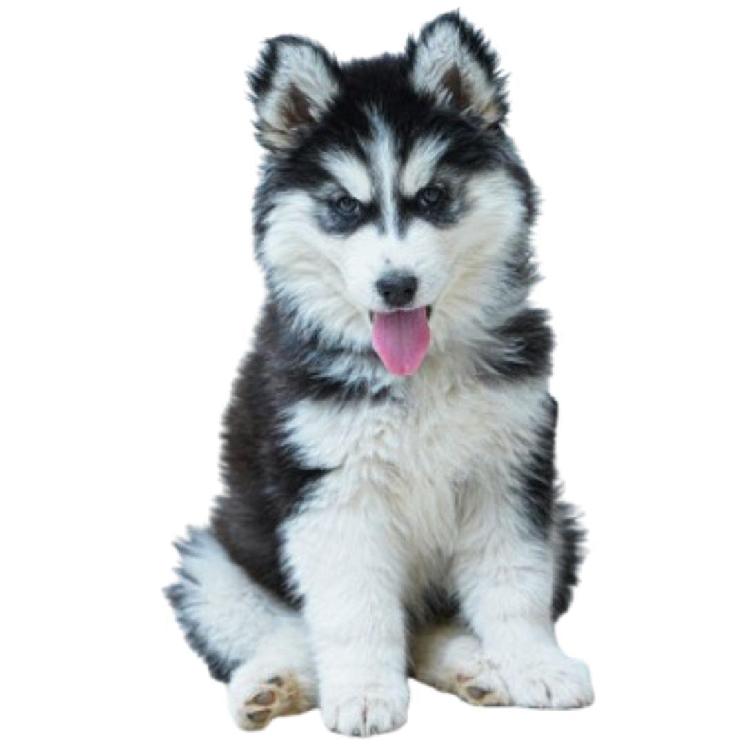 Husky Dog Price