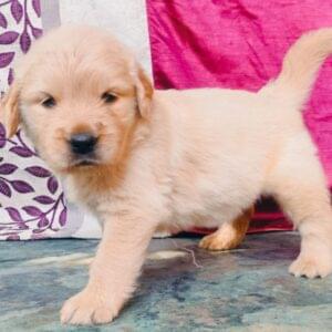 Golden Retriever Puppy Price in pune
