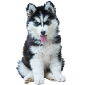 Husky Puppy Price In Pune