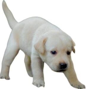 Labrador Retriever Puppy Price in Pune