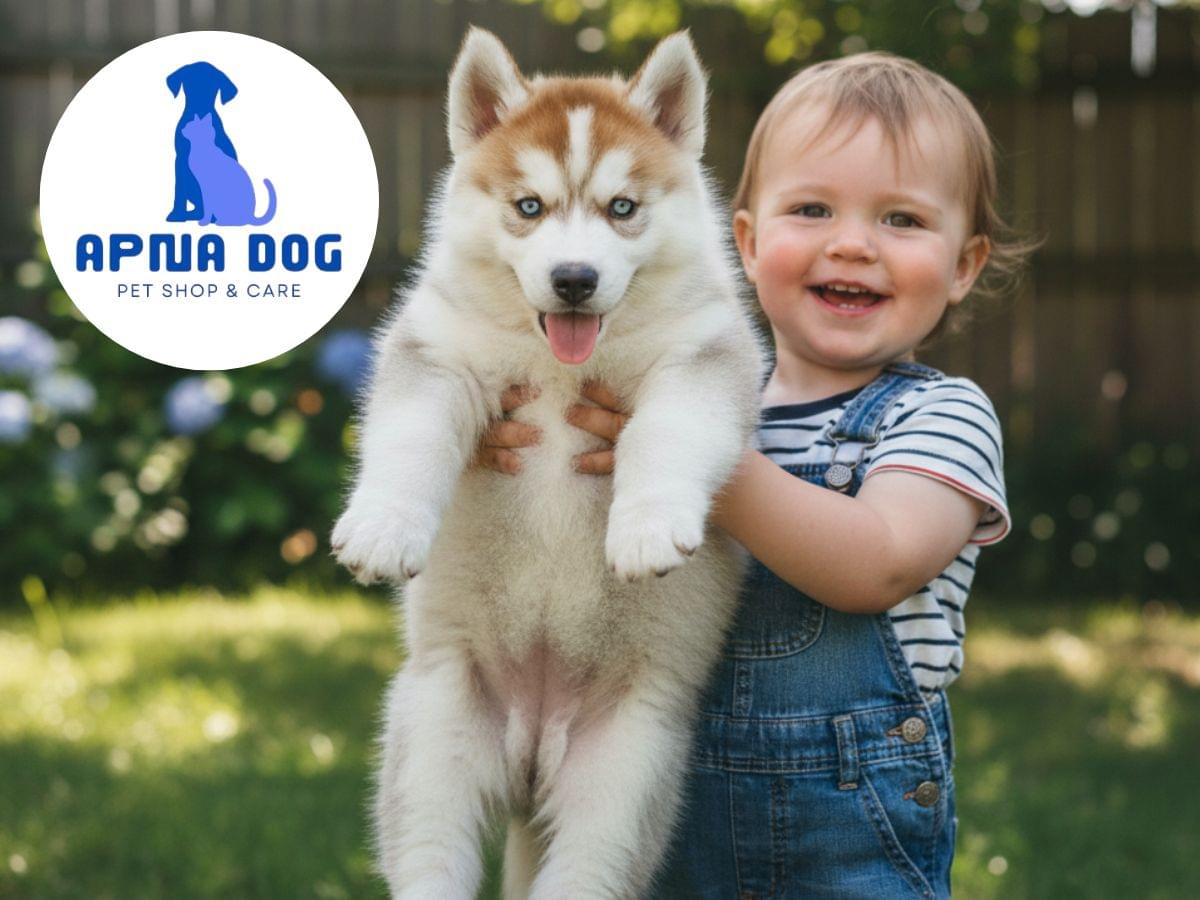 cute puppies and dogs for sale in Pune Mumbai Maharashtra Apna Dog