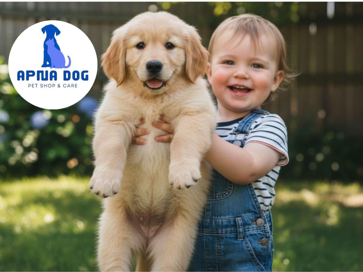 golden retriever puppy for sale Pune Mumbai Maharashtra