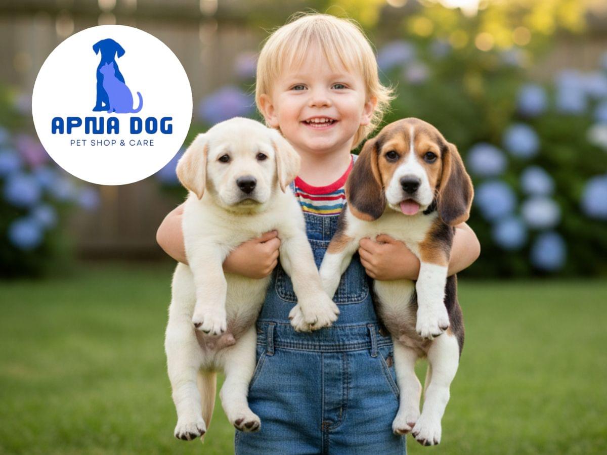 labrador puppy beagle puppy small cute dogs for sale Pune